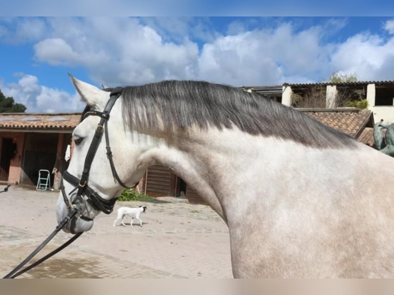 Lusitanos Caballo castrado 5 años 161 cm Tordo in Barcelona