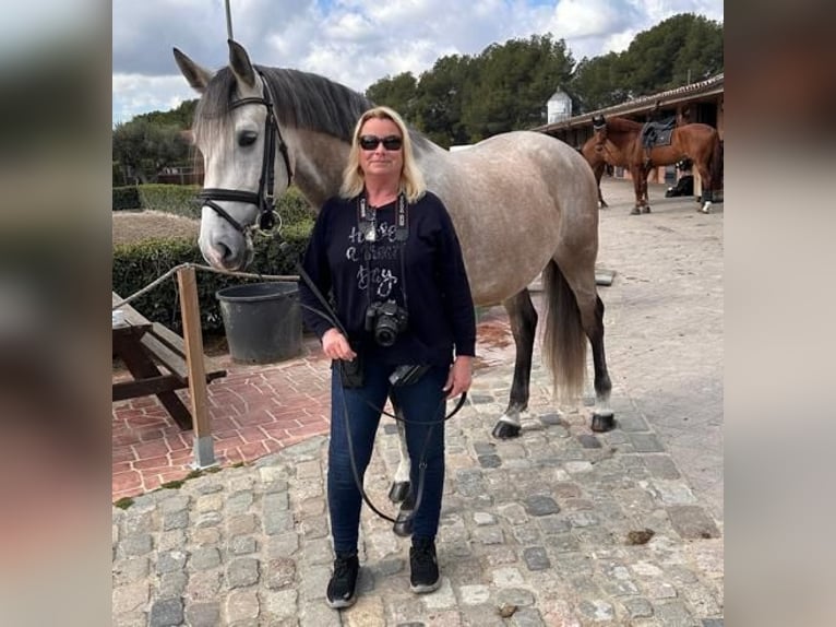 Lusitanos Caballo castrado 5 años 161 cm Tordo in Barcelona