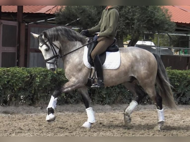 Lusitanos Caballo castrado 5 años 161 cm Tordo in Barcelona