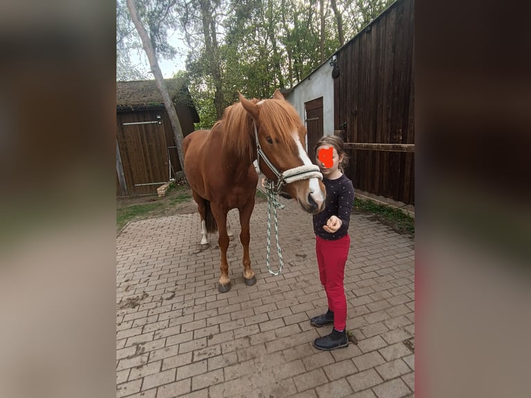 Lusitanos Caballo castrado 5 años 162 cm Alazán in Berlin