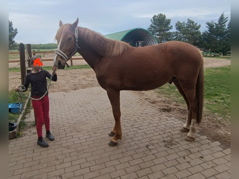 Lusitanos Caballo castrado 5 años 162 cm Alazán in Berlin