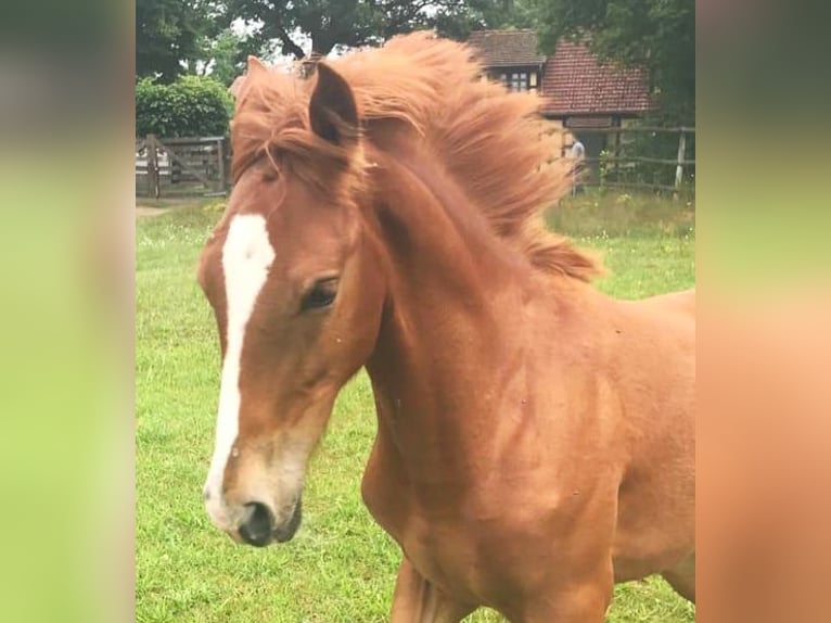 Lusitanos Caballo castrado 5 años 162 cm Alazán in Berlin