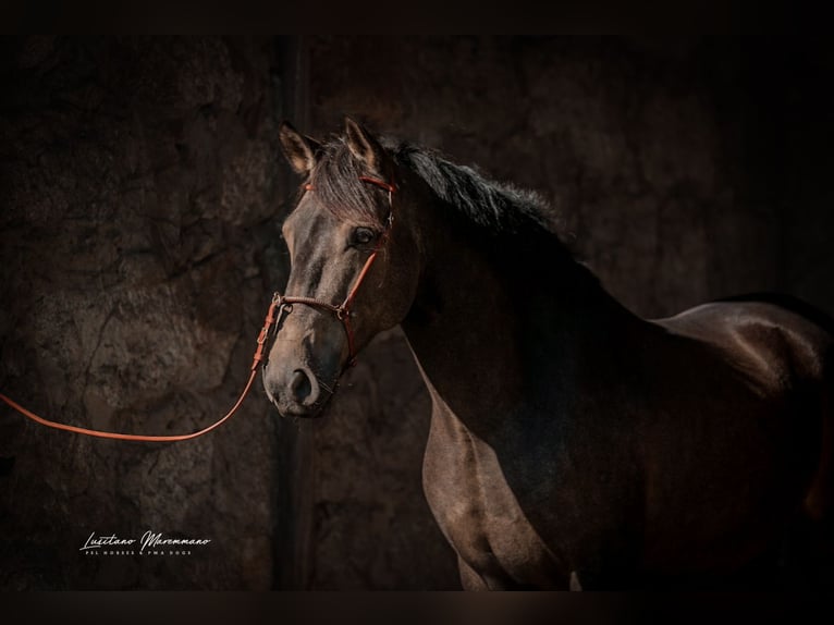 Lusitanos Caballo castrado 5 años 162 cm Buckskin/Bayo in Rio Maior