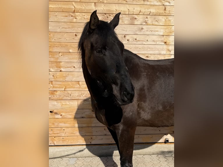Lusitanos Caballo castrado 5 años 162 cm  in Pracht