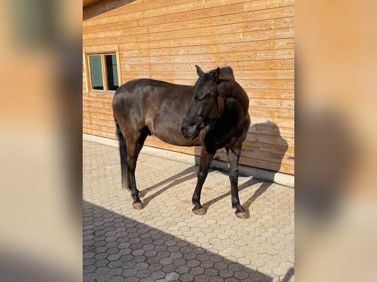 Lusitanos Caballo castrado 5 años 162 cm Negro in Pracht