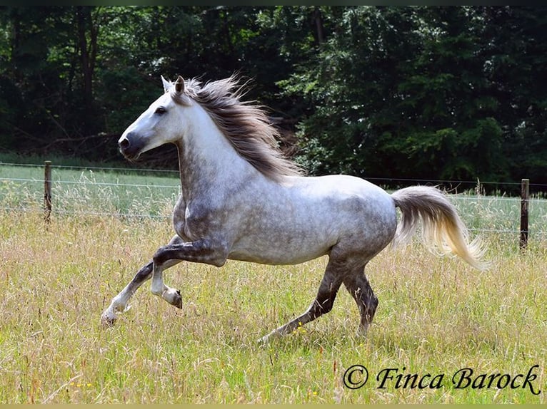 Lusitanos Caballo castrado 5 años 162 cm Tordo in Wiebelsheim Lusitanos Caballo castrado 5 años 162 cm Tordo in Wiebelsheim