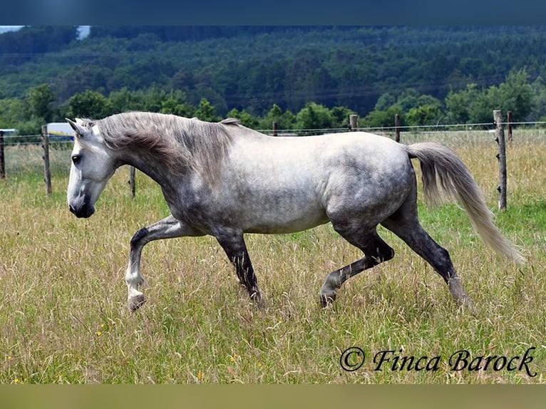 Lusitanos Caballo castrado 5 años 162 cm Tordo in Wiebelsheim Lusitanos Caballo castrado 5 años 162 cm Tordo in Wiebelsheim