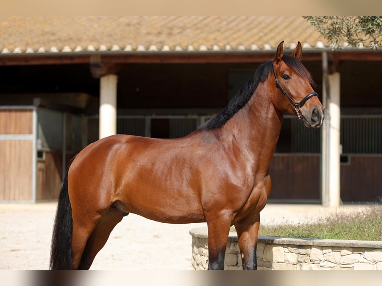 Lusitanos Caballo castrado 5 años 163 cm Castaño oscuro in GIRONA