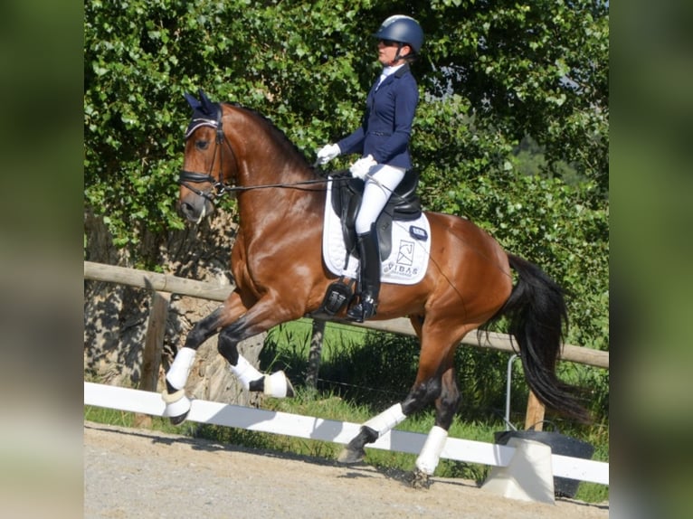 Lusitanos Caballo castrado 5 años 163 cm Castaño oscuro in GIRONA