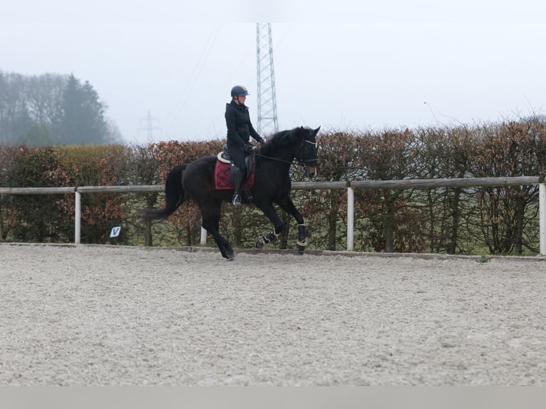 Lusitanos Mestizo Caballo castrado 5 años 163 cm Castaño oscuro in Neustadt (Wied)