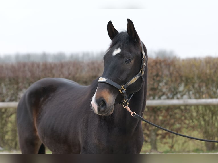 Lusitanos Mestizo Caballo castrado 5 años 163 cm Castaño oscuro in Neustadt (Wied)