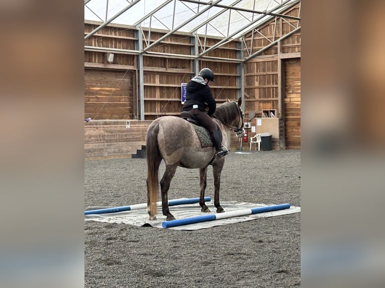 Lusitanos Mestizo Caballo castrado 5 años 163 cm Tordo in West Chester