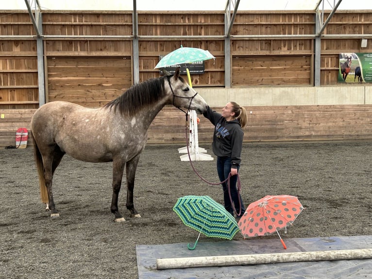 Lusitanos Mestizo Caballo castrado 5 años 163 cm Tordo in West Chester