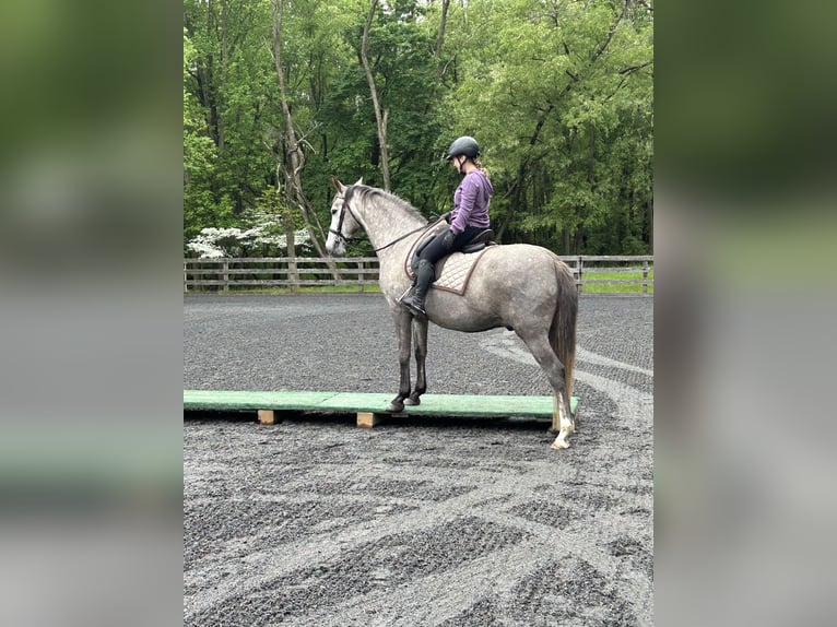 Lusitanos Mestizo Caballo castrado 5 años 163 cm Tordo in West Chester