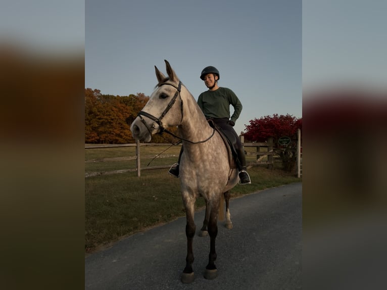 Lusitanos Mestizo Caballo castrado 5 años 163 cm Tordo in West Chester