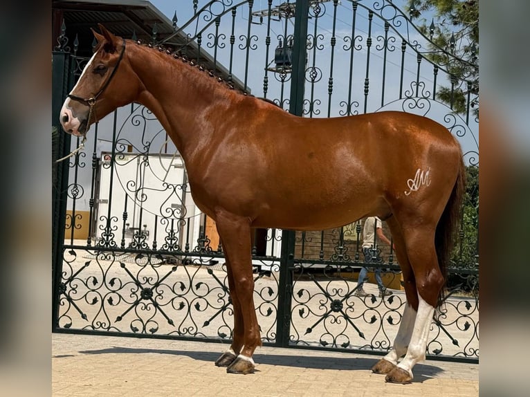 Lusitanos Caballo castrado 5 años 164 cm Alazán in Valencia
