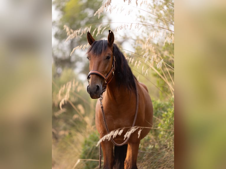 Lusitanos Caballo castrado 5 años 164 cm Castaño in Felanitx