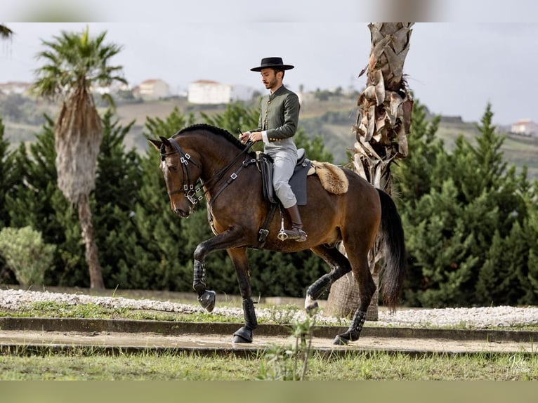 Lusitanos Caballo castrado 5 años 165 cm Castaño in Lisboa