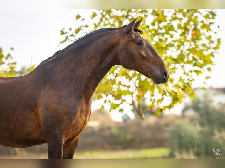 Lusitanos Caballo castrado 5 años 165 cm Castaño in Lisboa