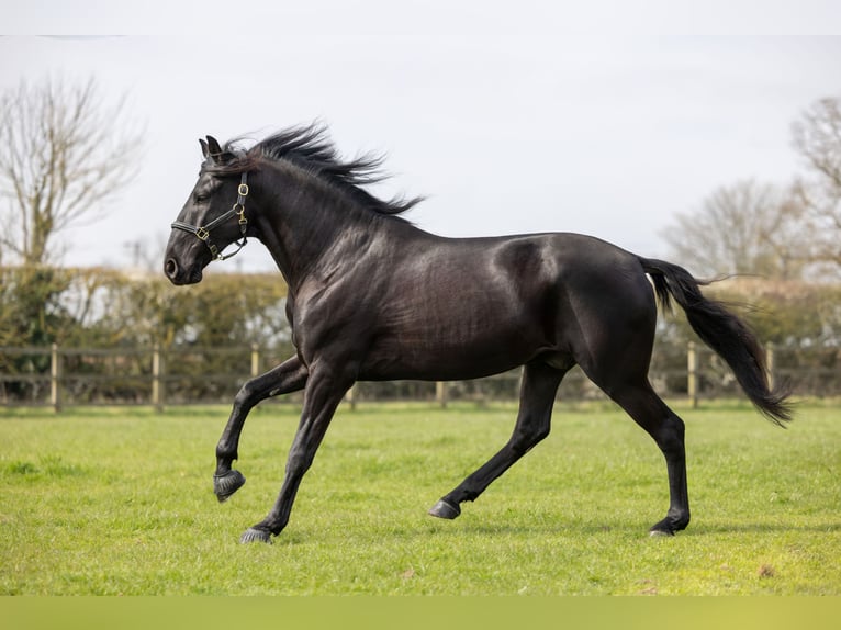 Lusitanos Caballo castrado 5 años 165 cm Negro in ESSEX