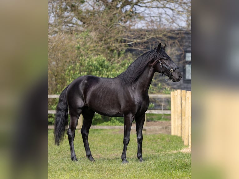 Lusitanos Caballo castrado 5 años 165 cm Negro in ESSEX