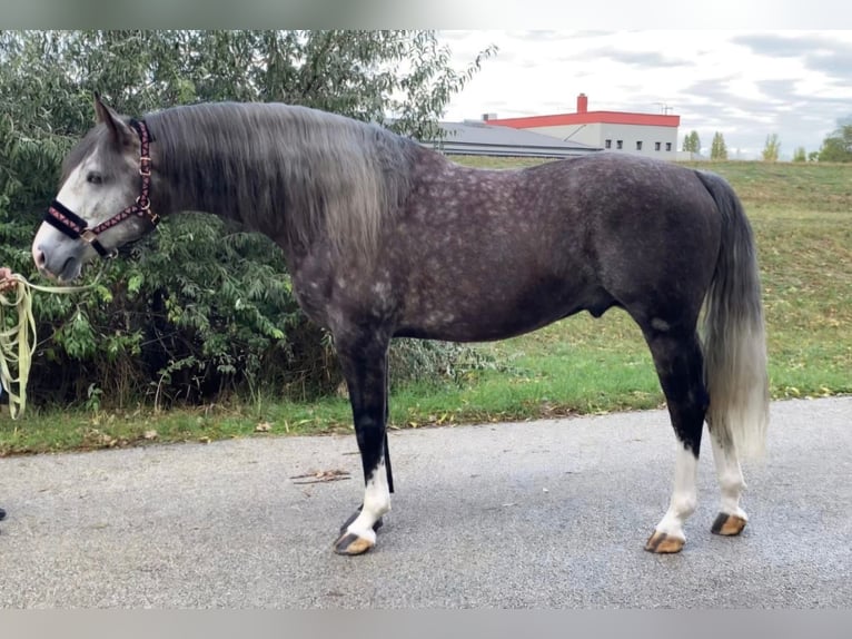 Lusitanos Mestizo Caballo castrado 5 años 165 cm Tordo in Rechnitz