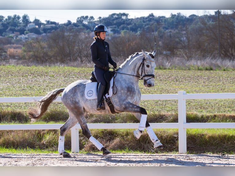 Lusitanos Caballo castrado 5 años 165 cm Tordo rodado in Beaulieu