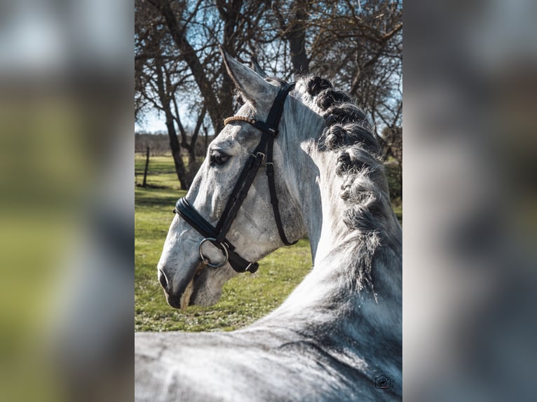 Lusitanos Caballo castrado 5 años 165 cm Tordo rodado in Beaulieu