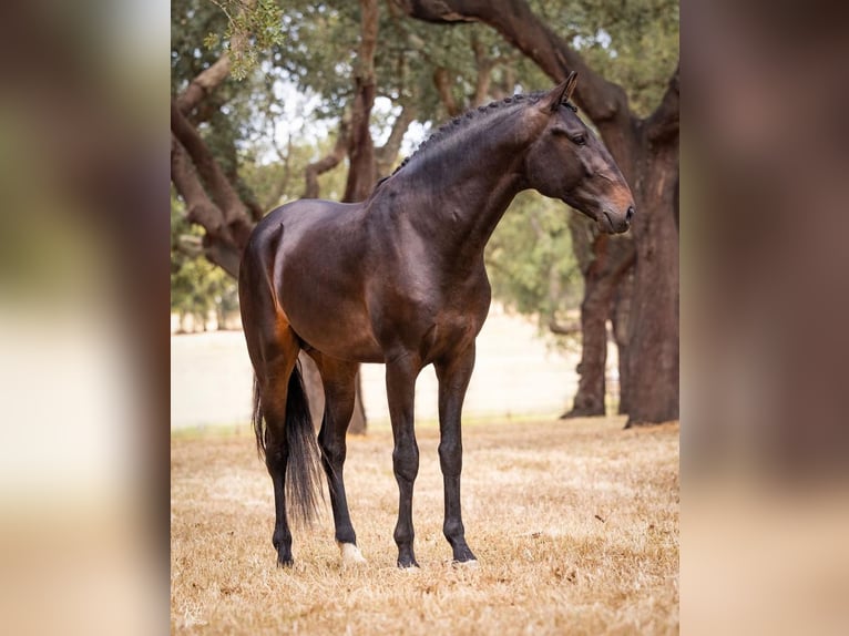 Lusitanos Caballo castrado 5 años 166 cm Castaño oscuro in Montijo