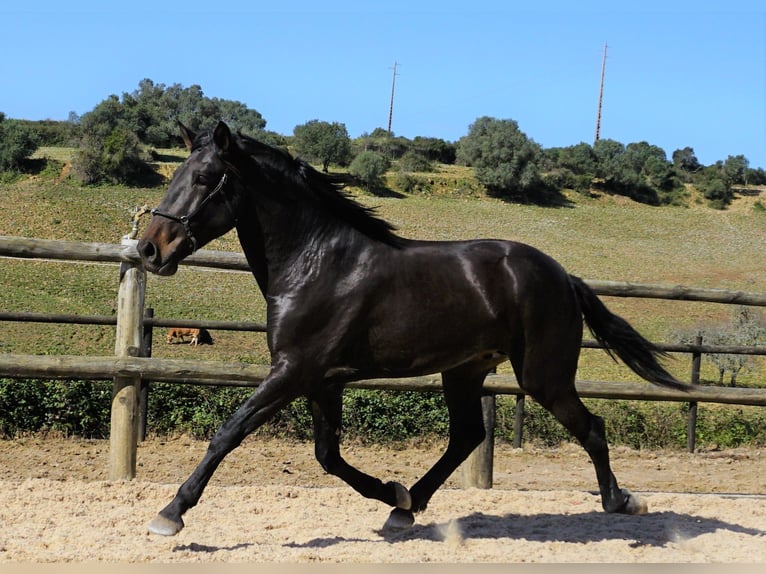 Lusitanos Caballo castrado 5 años 167 cm Castaño oscuro in Ribamar