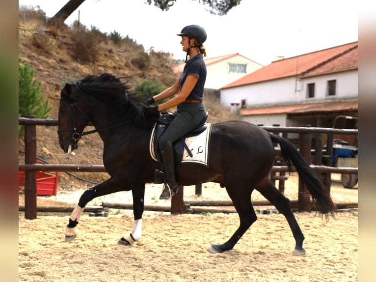 Lusitanos Caballo castrado 5 años 167 cm Castaño oscuro in Ribamar