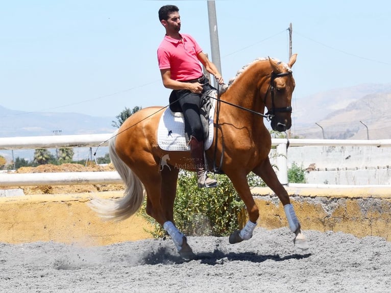 Lusitanos Caballo castrado 5 años 167 cm Palomino in Provinz Granada