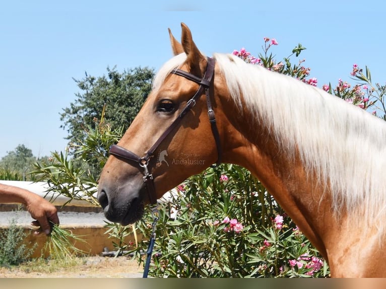 Lusitanos Caballo castrado 5 años 167 cm Palomino in Provinz Granada