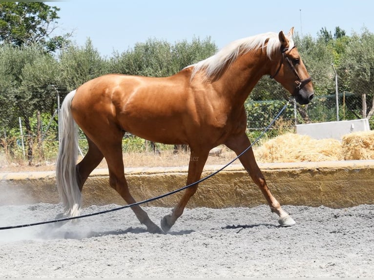 Lusitanos Caballo castrado 5 años 167 cm Palomino in Provinz Granada