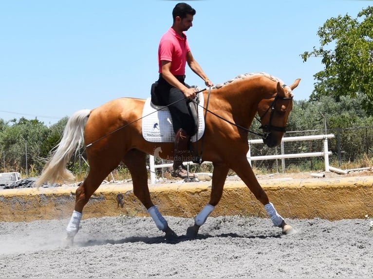 Lusitanos Caballo castrado 5 años 167 cm Palomino in Provinz Granada