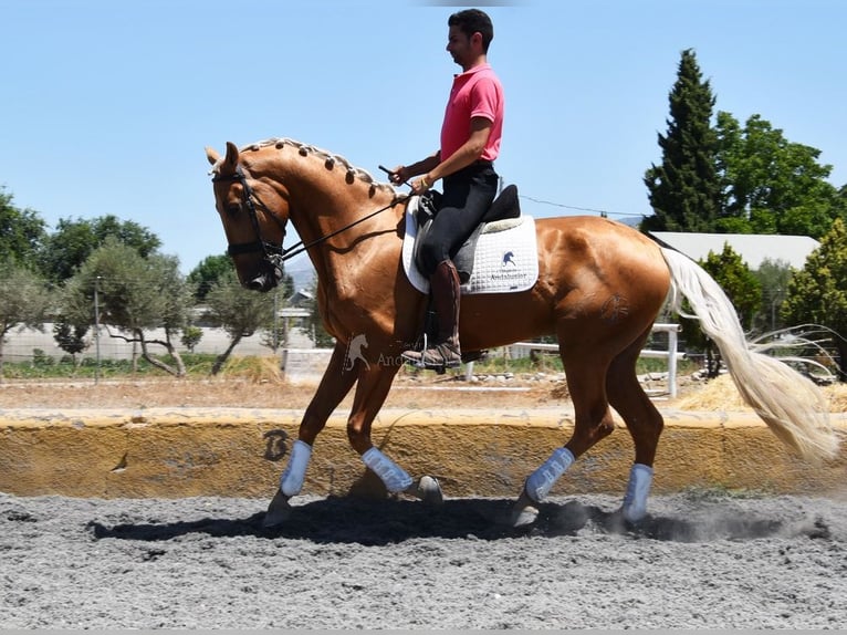 Lusitanos Caballo castrado 5 años 167 cm Palomino in Provinz Granada