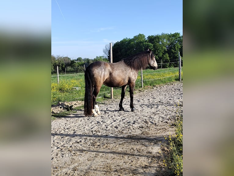 Lusitanos Mestizo Caballo castrado 5 años 168 cm Bayo in Waiblingen