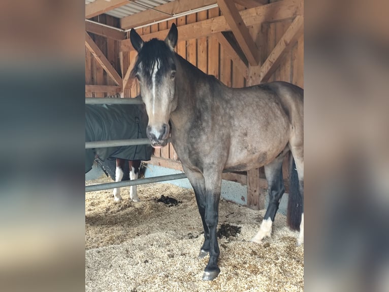 Lusitanos Mestizo Caballo castrado 5 años 168 cm Bayo in Waiblingen