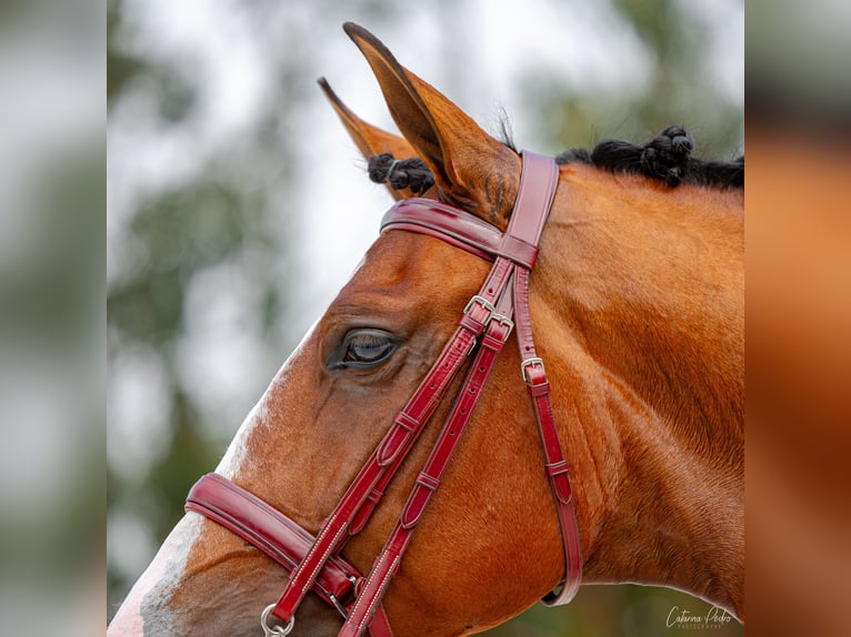 Lusitanos Caballo castrado 5 años 168 cm Castaño in Sintra