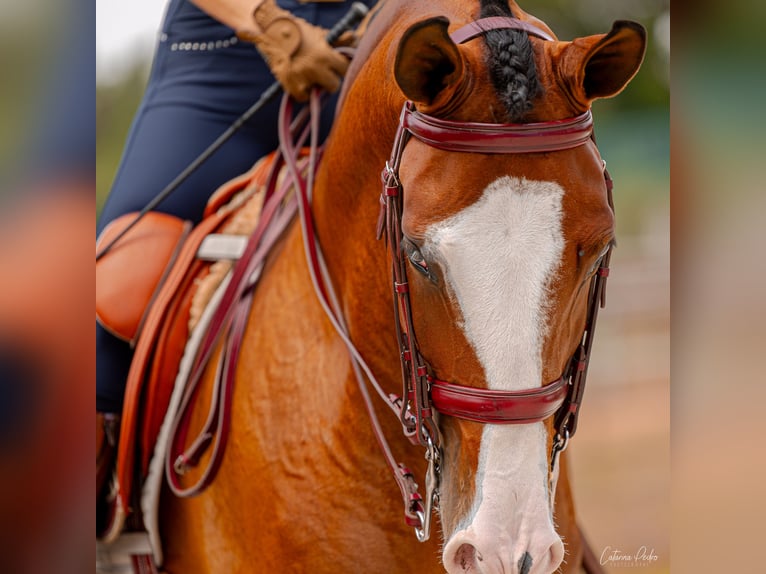 Lusitanos Caballo castrado 5 años 168 cm Castaño in Sintra