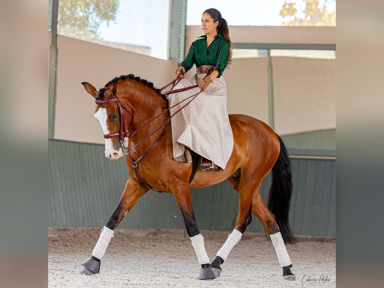 Lusitanos Caballo castrado 5 años 168 cm Castaño in Sintra