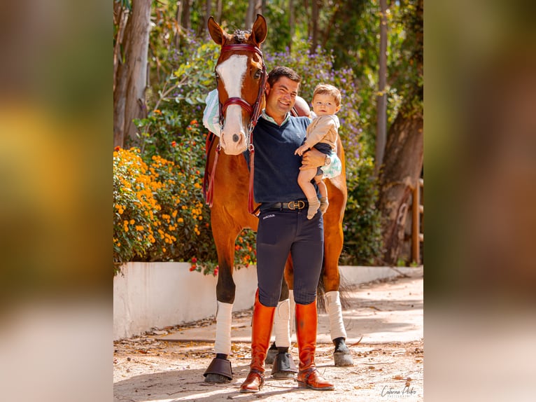 Lusitanos Caballo castrado 5 años 168 cm Castaño in Sintra