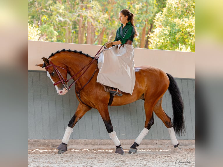 Lusitanos Caballo castrado 5 años 168 cm Castaño in Sintra