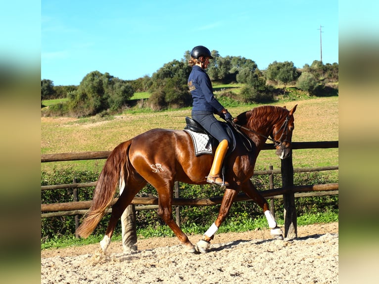 Lusitanos Caballo castrado 5 años 170 cm Alazán in Ribamar