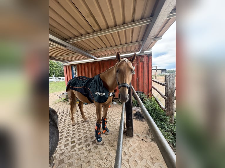 Lusitanos Caballo castrado 5 años 173 cm Palomino in Heilsbronn