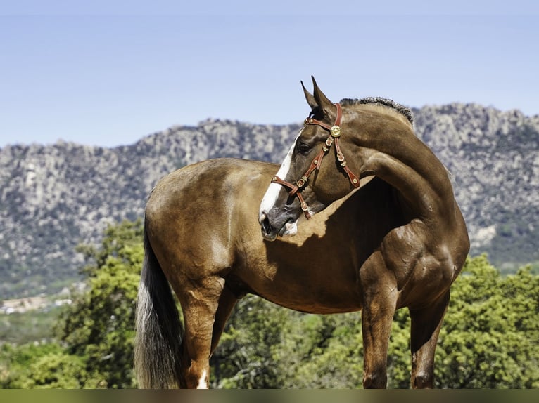 Lusitanos Mestizo Caballo castrado 5 años 174 cm Palomino in Madrid