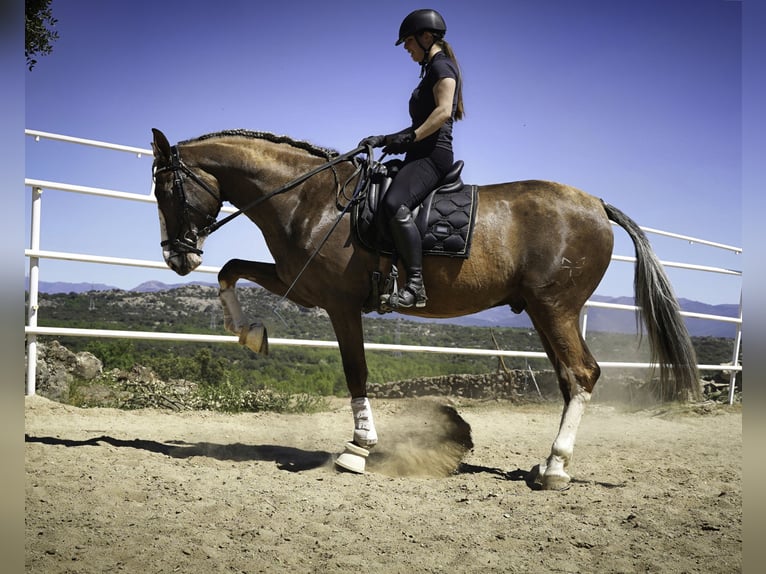 Lusitanos Mestizo Caballo castrado 5 años 174 cm Palomino in Madrid