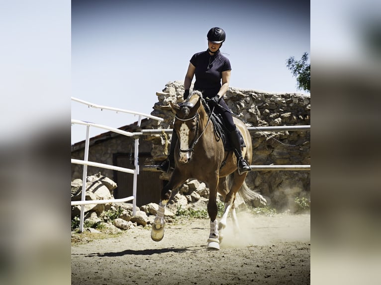 Lusitanos Mestizo Caballo castrado 5 años 174 cm Palomino in Madrid