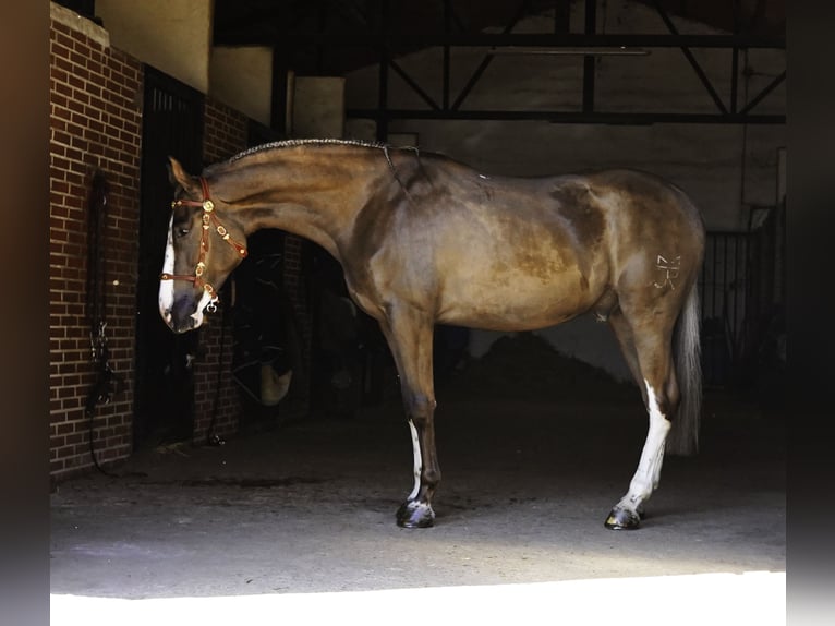 Lusitanos Mestizo Caballo castrado 5 años 174 cm Palomino in Madrid