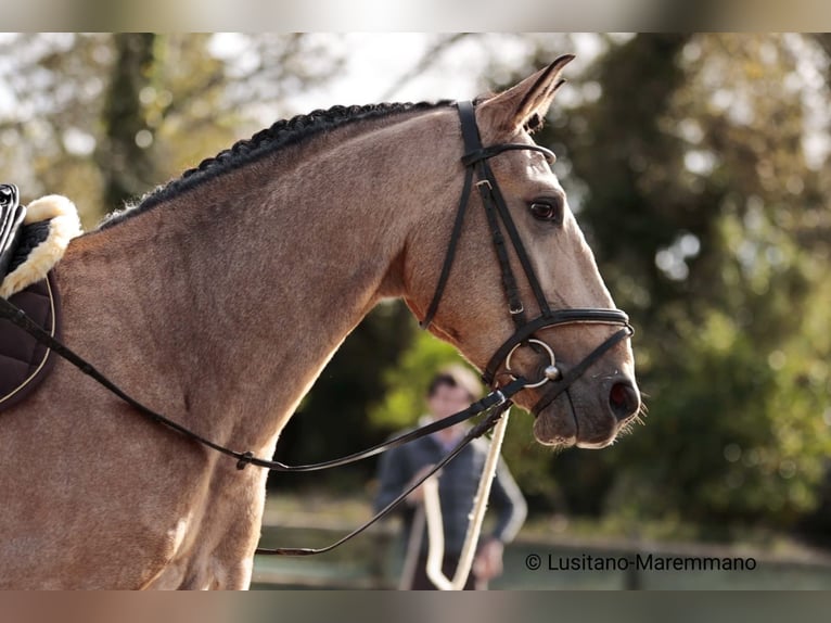 Lusitanos Caballo castrado 6 años 152 cm Buckskin/Bayo in Samora Correia